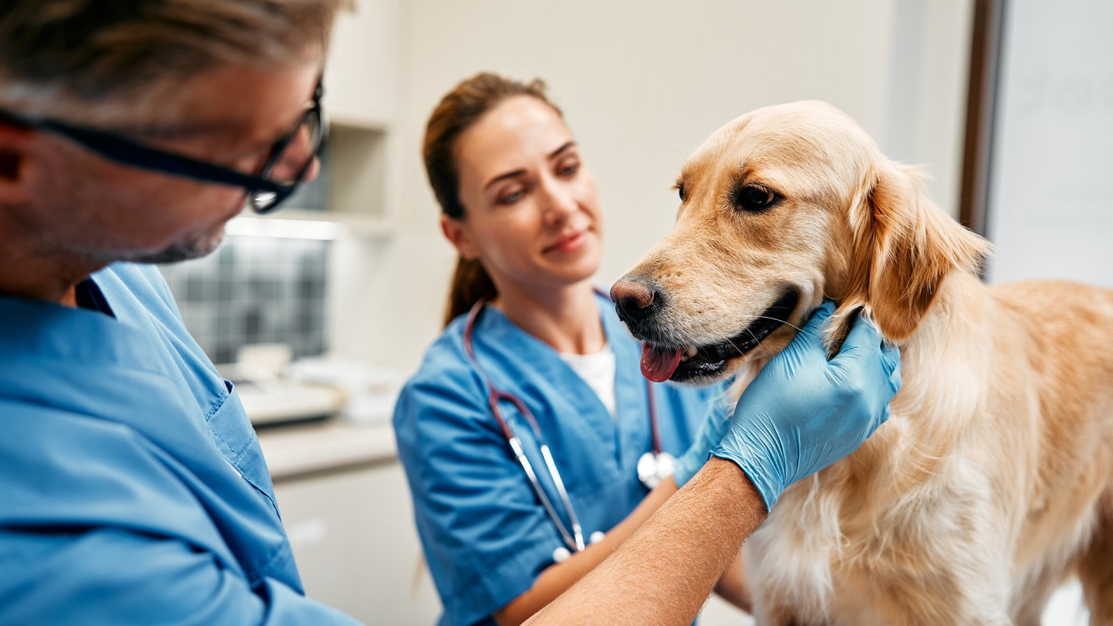 Figure 2. A veterinarian examines a healthy-looking dog for signs of Giardia infection.