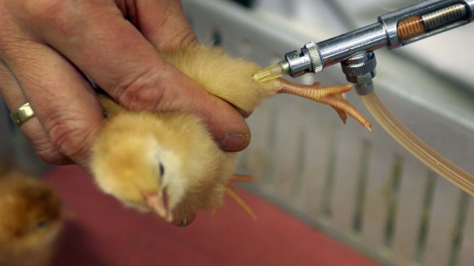 Figure 4 Vaccination of a chick against Infectious Bronchitis Virus (IBV)