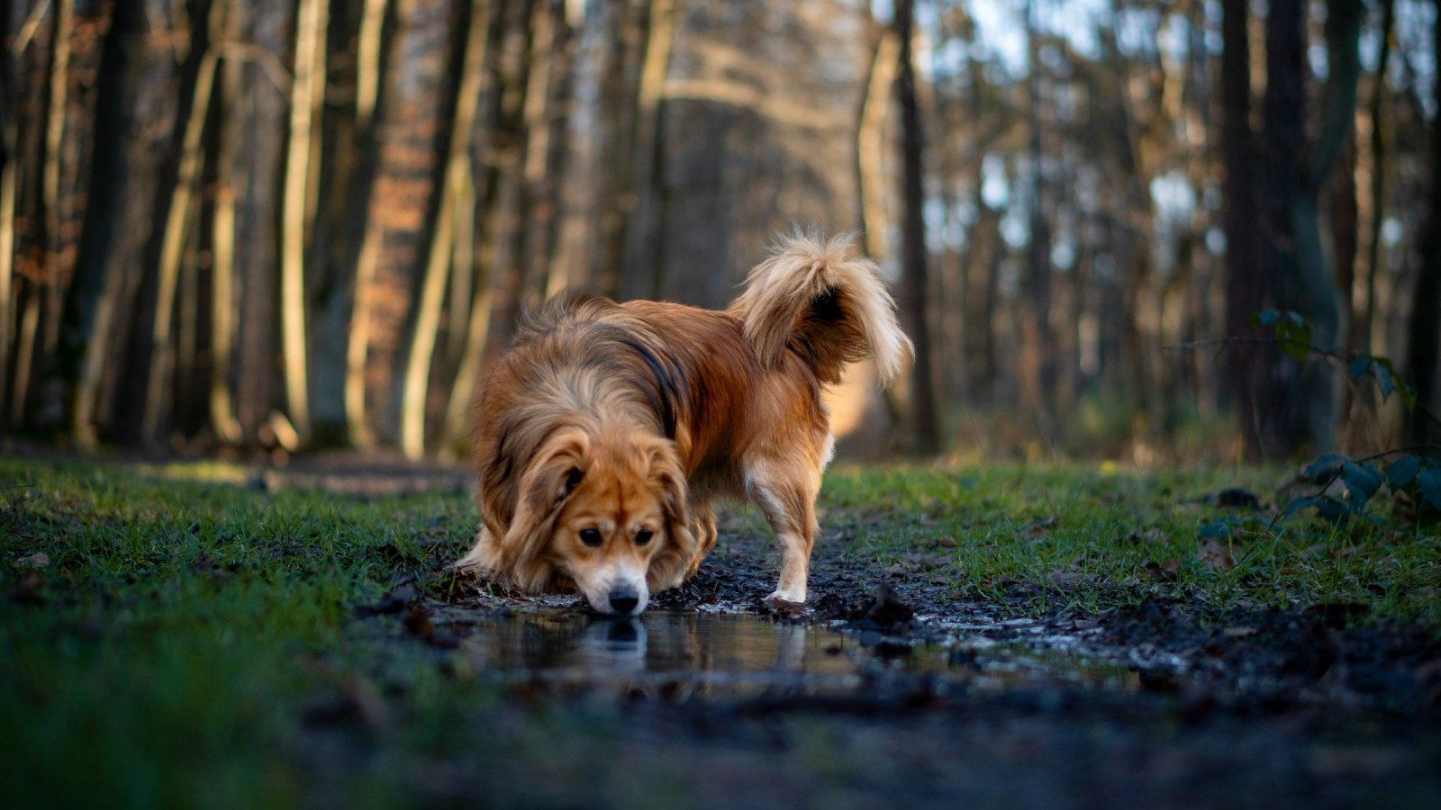 Figure 5. Drinking from stagnant puddles exposes dogs to hardy Giardia cysts that persist in cool, wet environments.
