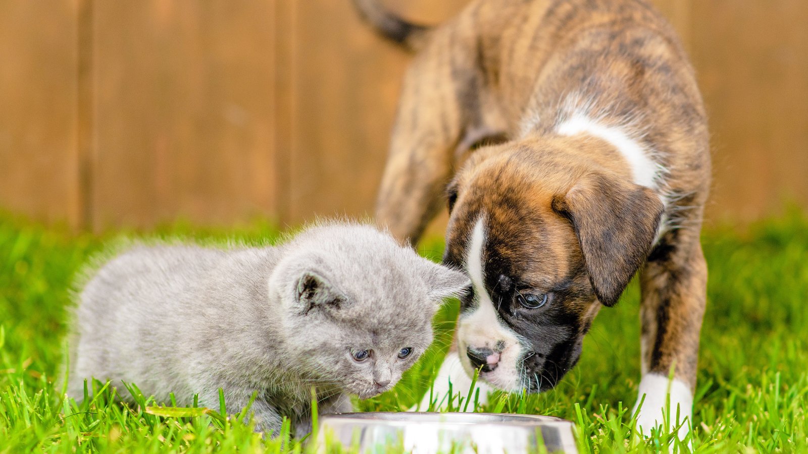 Figure 7. Shared bowls can harbour Giardia.