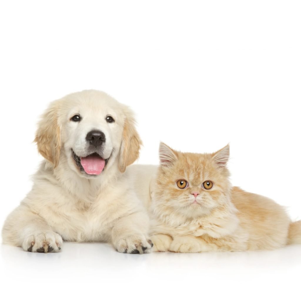 Giardia in Dogs and Cats: Symptoms, Transmission, and Detection with VetFor Giardia Test Kit