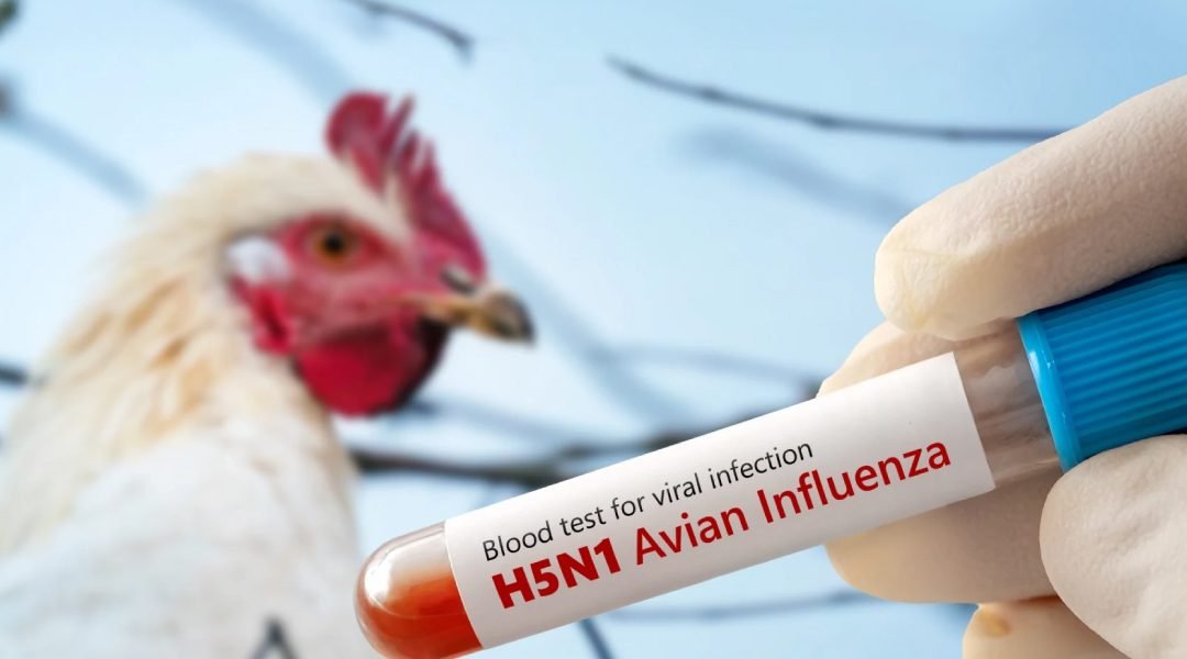 Avian Influenza Detection Kit and Avian Influenza Rapid Antigen Test Kit Cover Image