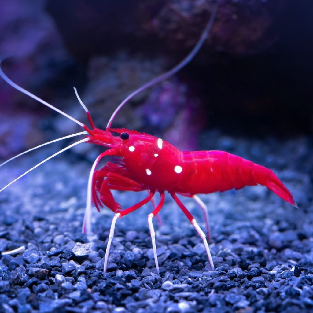 Infectious Hypodermal and Hematopoietic Necrosis Virus (IHHNV) in Shrimps