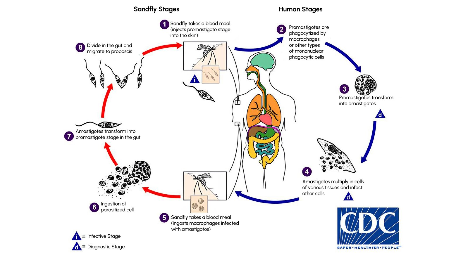 Figure 1. Life-cycle of Leishmania parasites—red arrows mark stages in the sand fly, blue arrows those in the mammalian host. Source: CDC.