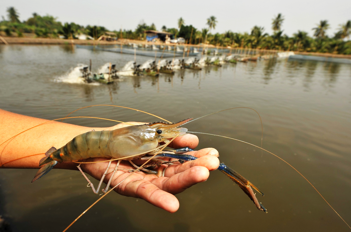 Figure 1. A farmer cradles looks like a perfectly healthy shrimp reminding us that IHHNV carriers can hide in plain sight.
