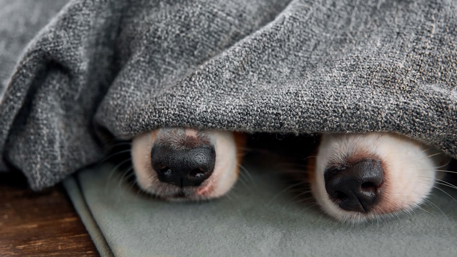 Figure 2. Beneath these sleepy snouts, an unexplained nosebleed can be the first whisper that Leishmania is on the move.