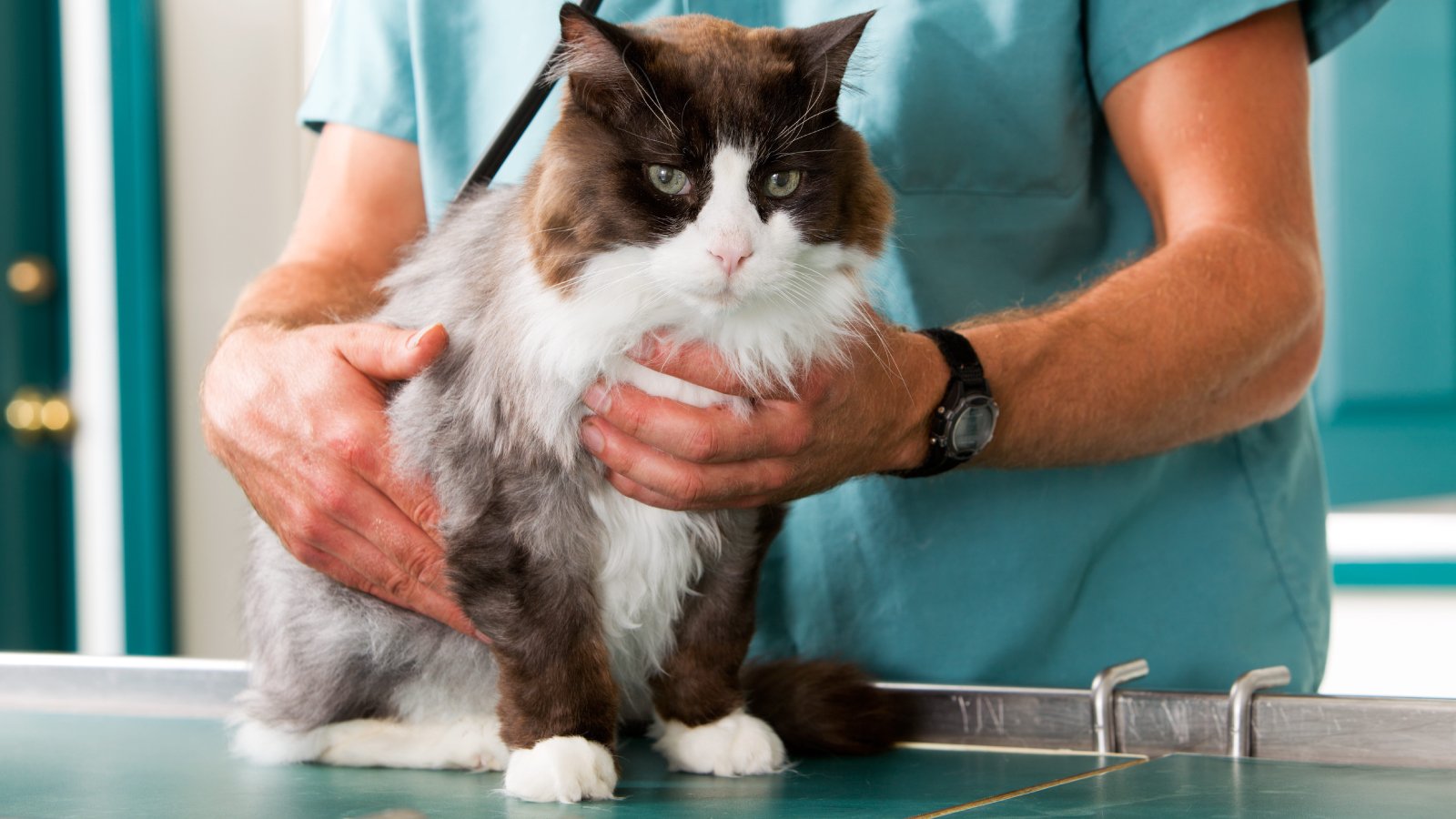 Figure 2. A cat undergoing veterinary examination: subtle dry-form FIP; neuro/systemic check needed.