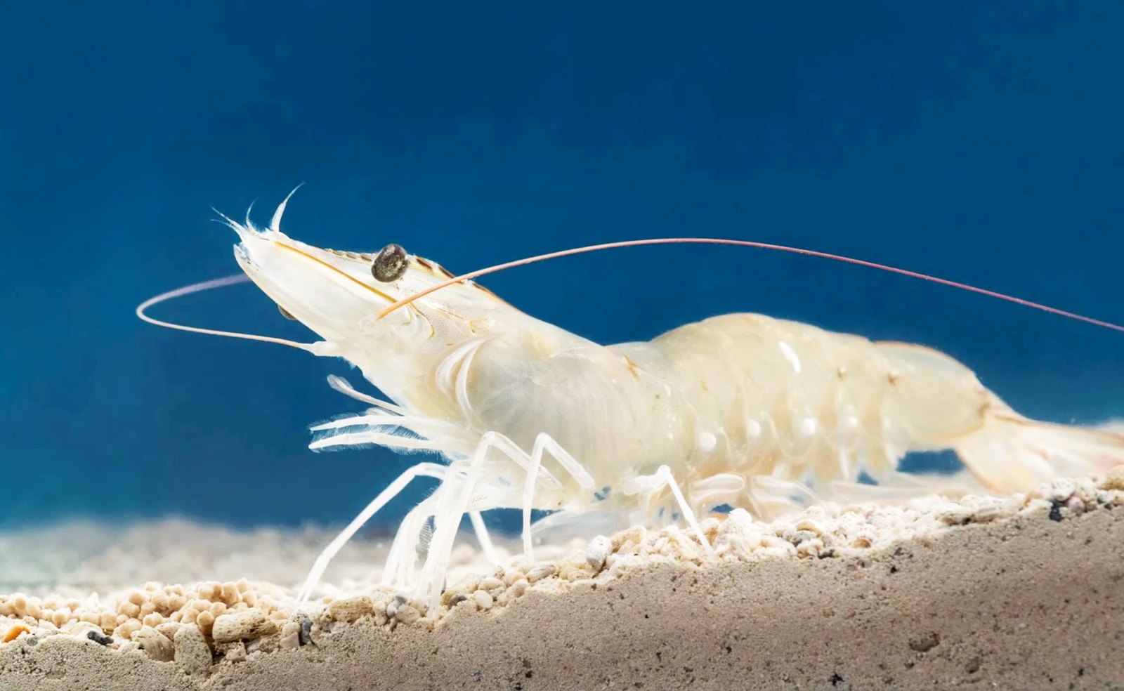 Figure 2: Healthy at first glance, this white-leg shrimp could still be a silent IHHNV carrier.