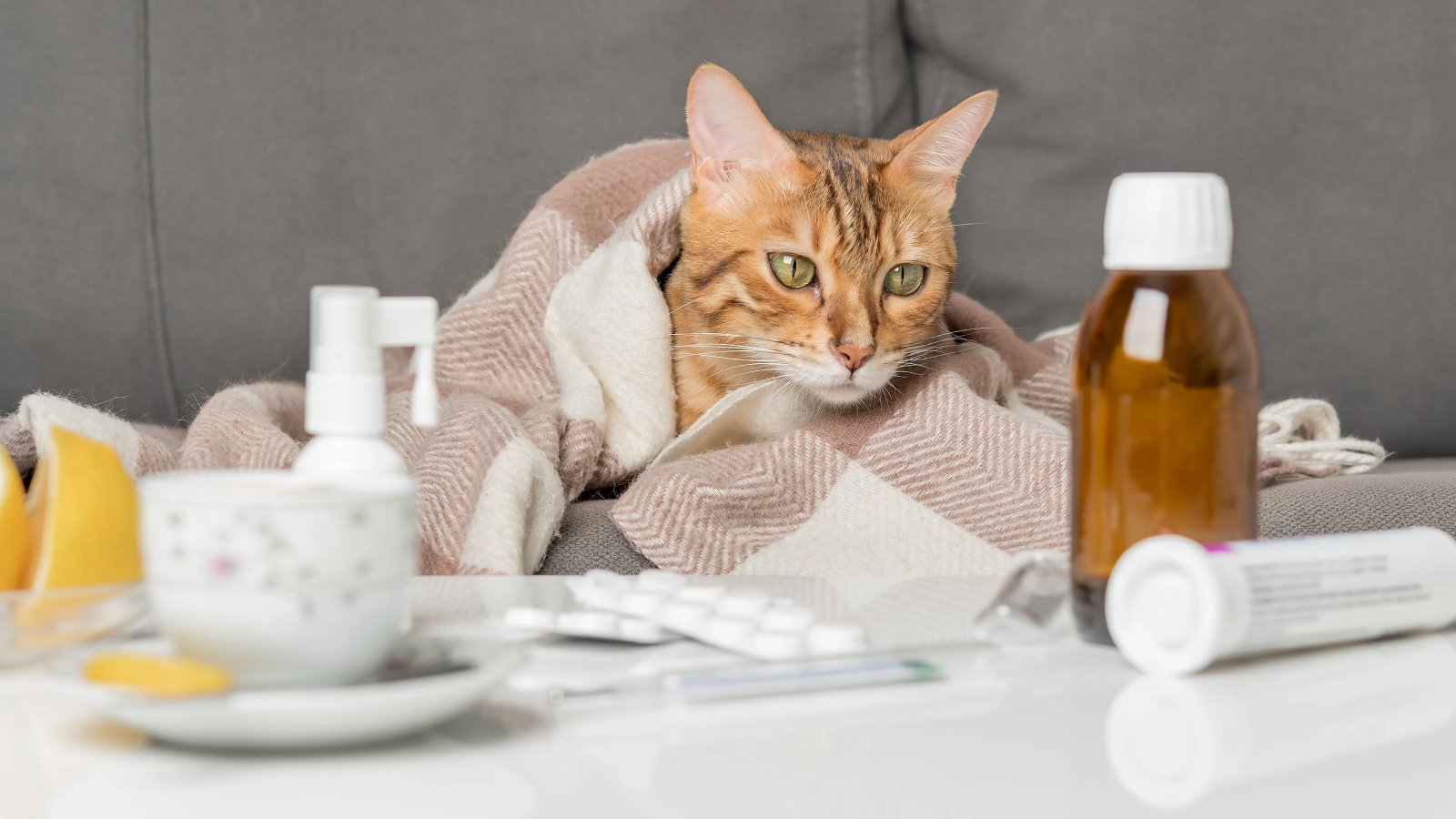 Figure 3. Sick cat with meds; supportive care and antivirals help FIP, unfortunately no cure yet.