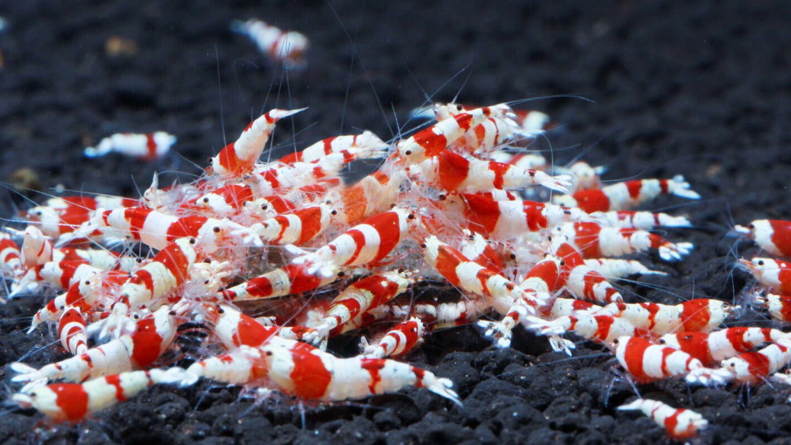 Figure 4: A bustling bright, healthy shrimps. Proof that good biosecurity and SPF stocking can keep IHHNV off the guest list.