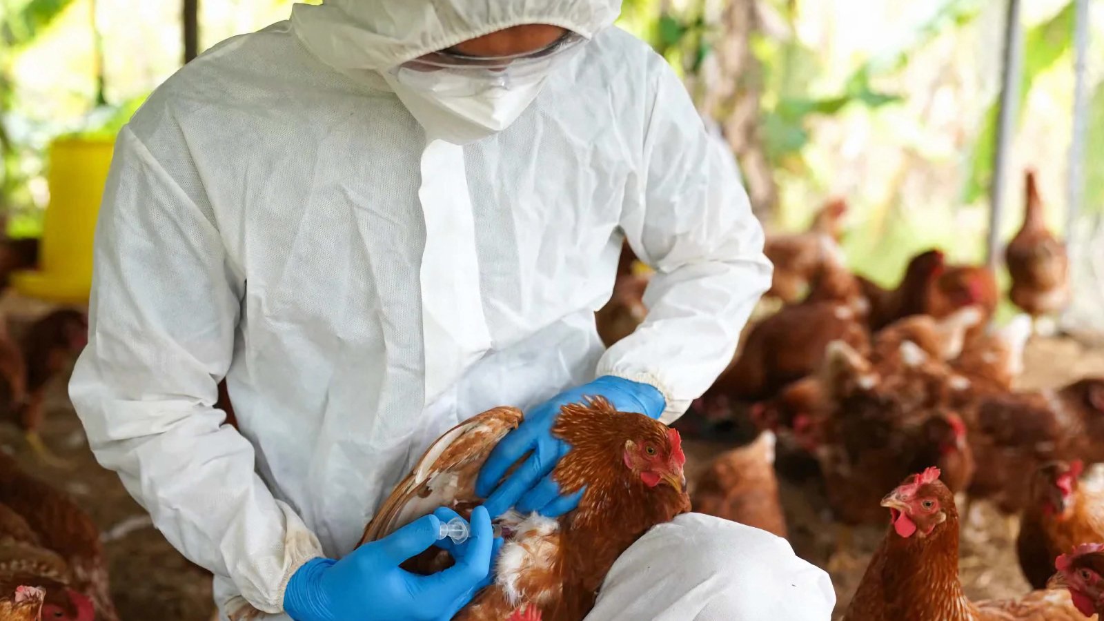 Figure 6 On farm vaccination with full PPE, one quick jab to shield the flock and stop flu at the coop door.