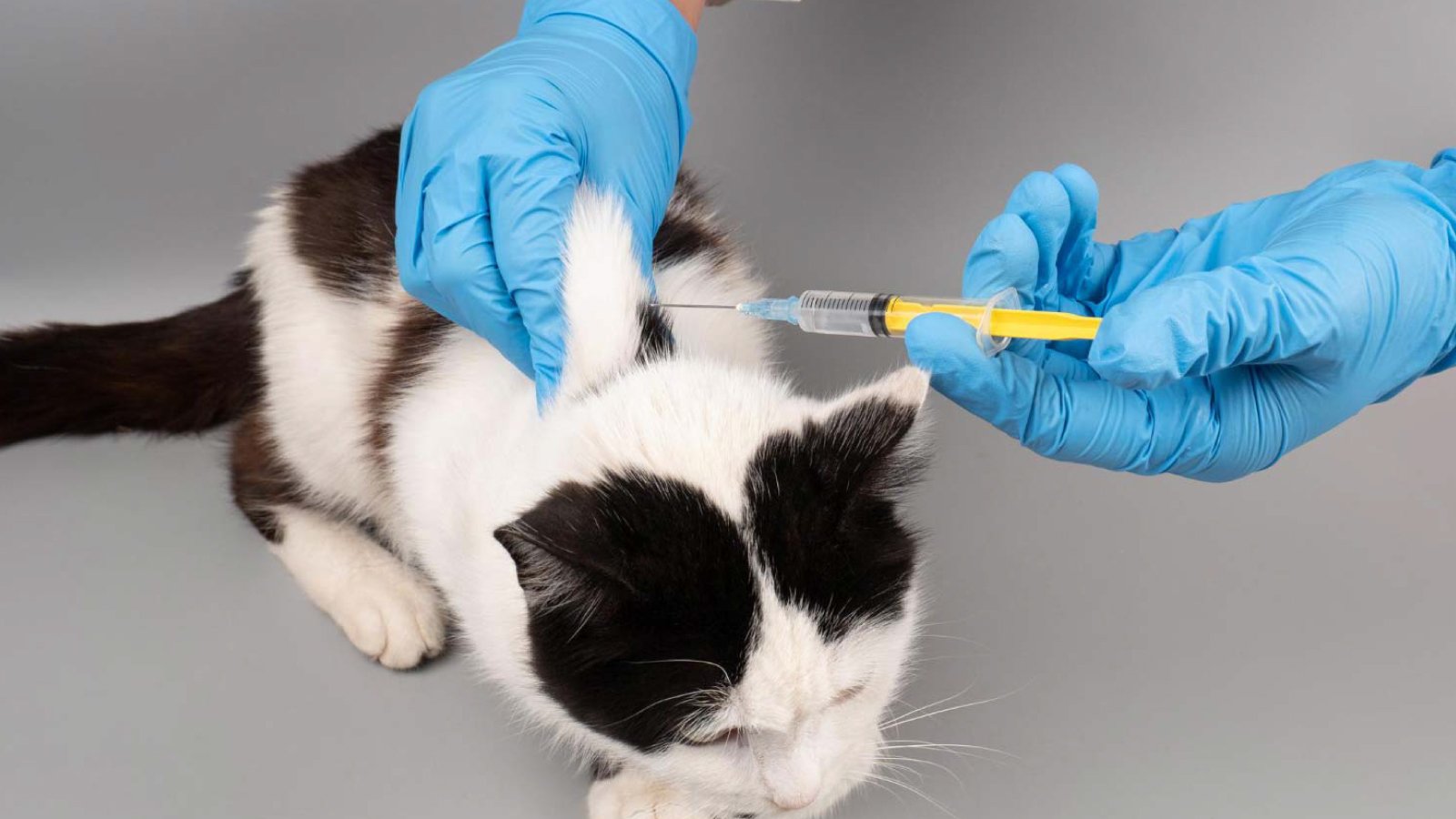 Figure 6. Cat subcutaneus injection, intranasal FIP vaccine exists but is controversial, limited effectiveness.
