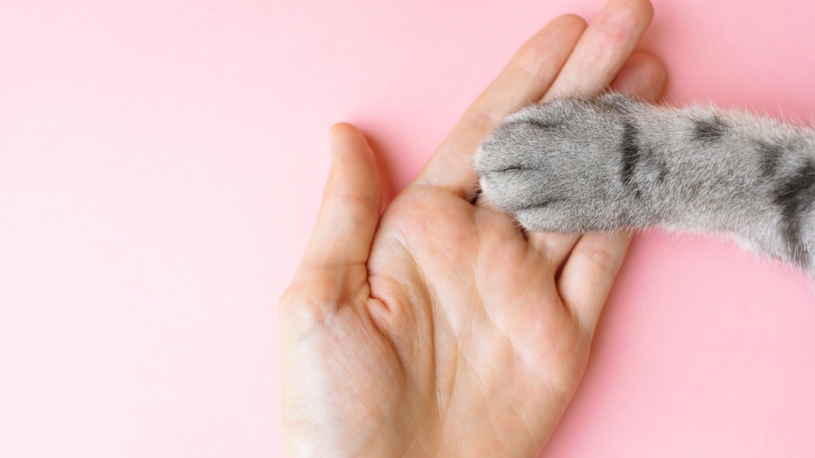 Figure 8. Love, care, knowledge safeguard cats from FIP.