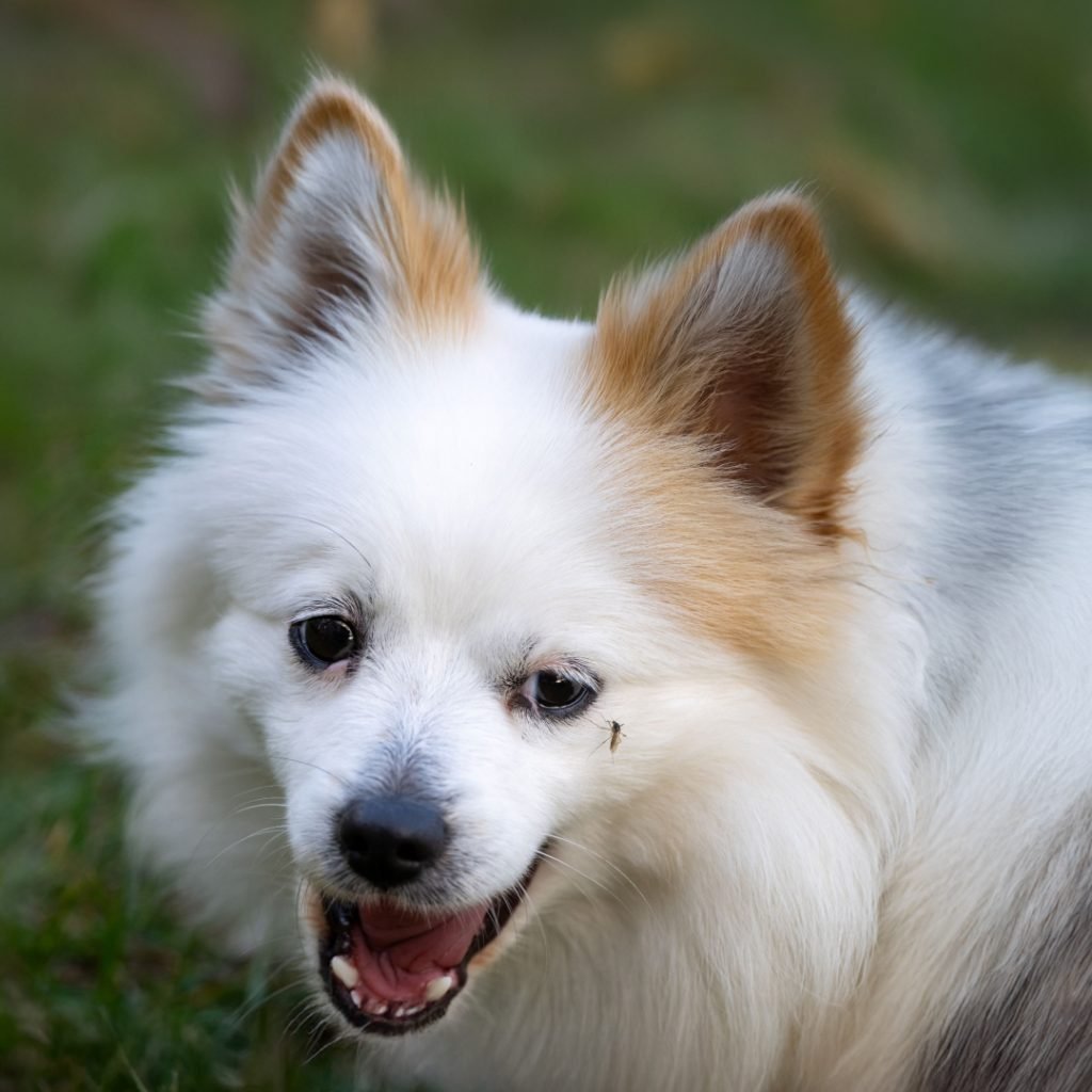 Tiny Biter, Big Trouble: Leishmania’s Long Game in Dogs