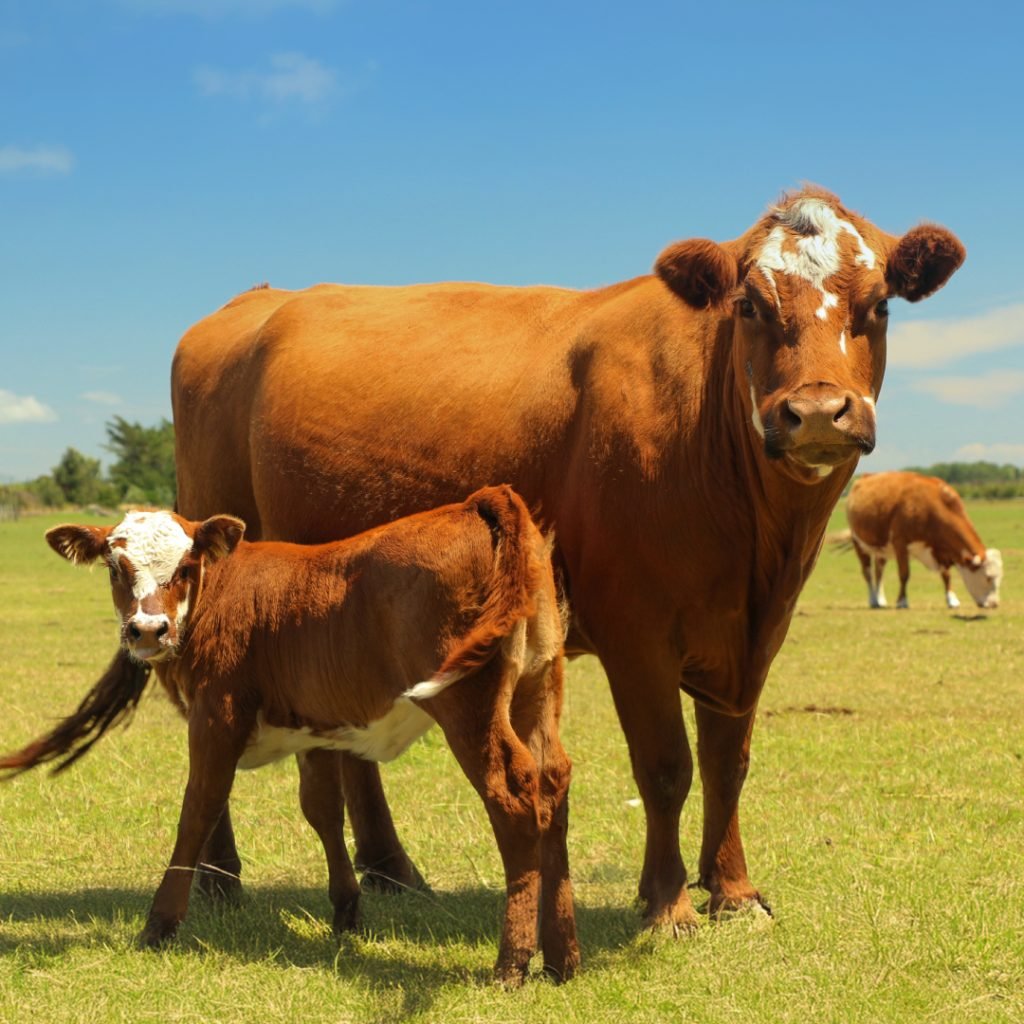 E. coli in Cattle: From Harmless to Harmful