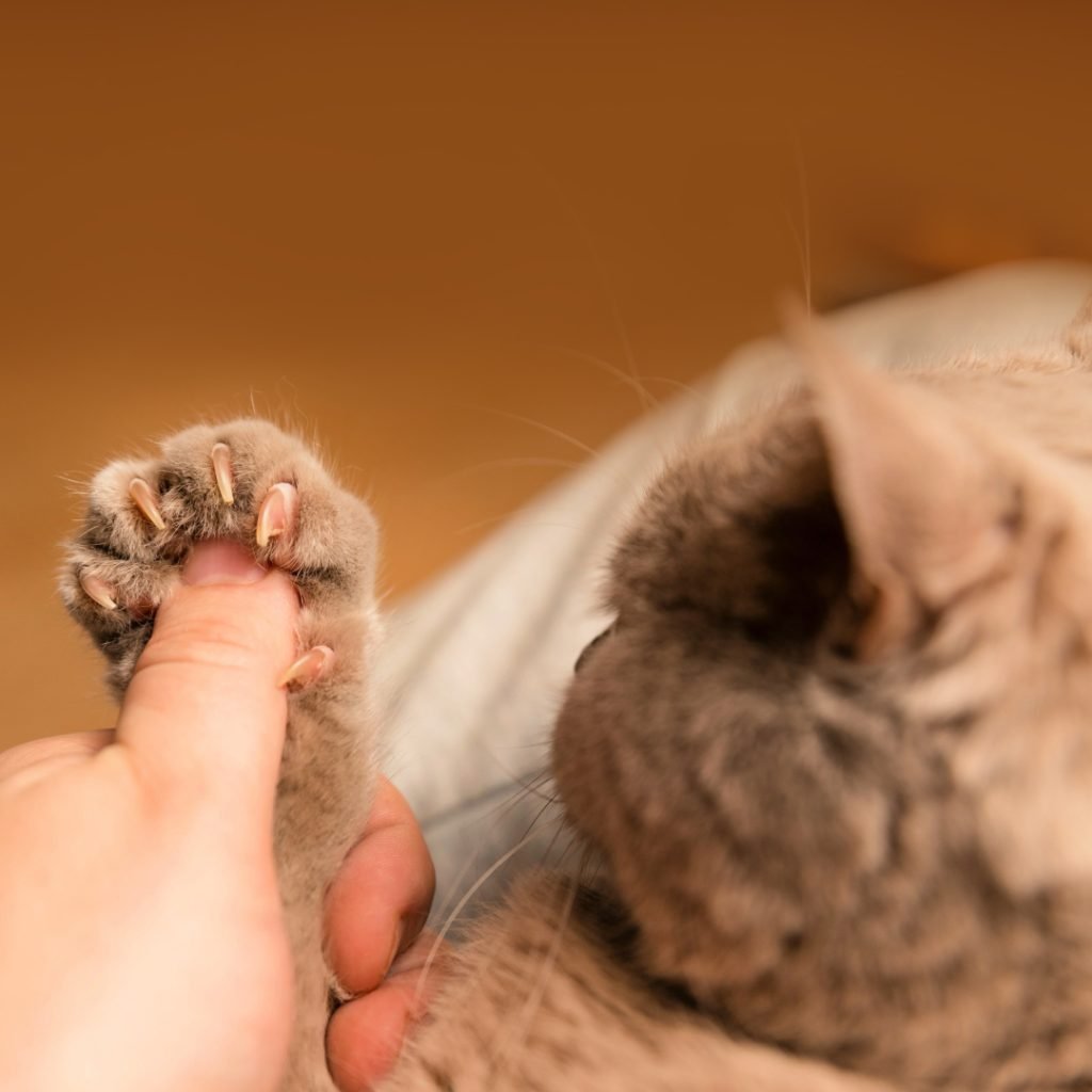 Flea-dom Fighters: Bartonella’s Sneaky Cat Conspiracy