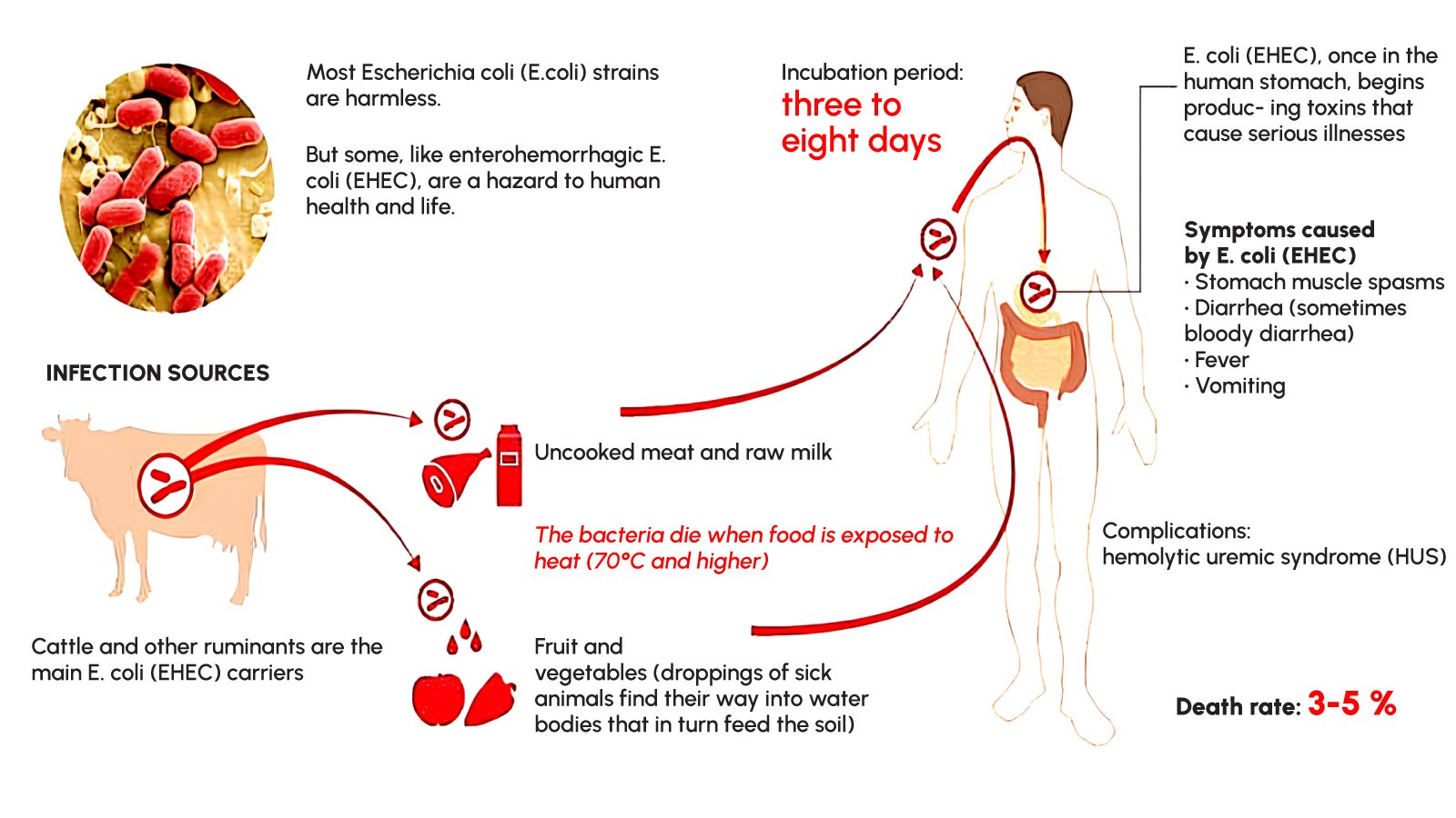 Figure 2. How enterohemorrhagic E. coli moves from cattle to people and causes illness. Source: Antibiotic for e coli in cats. (2025). Jpabs.org.