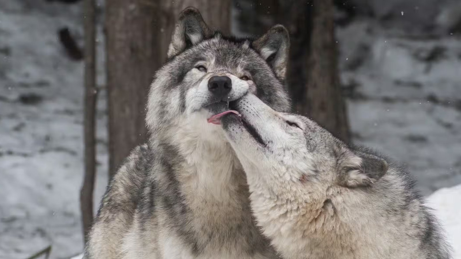 Figure 2. Wild greetings is CDV’s favorite highway.