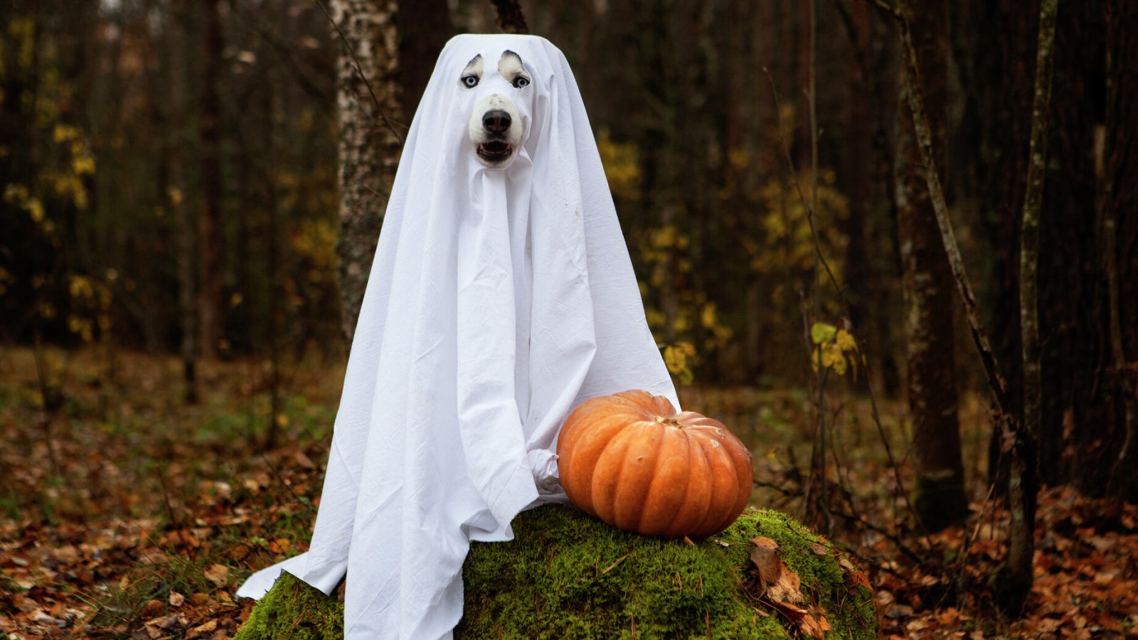 Figure 3. Great ghost costume, zero stealth. PCR sees right through it.