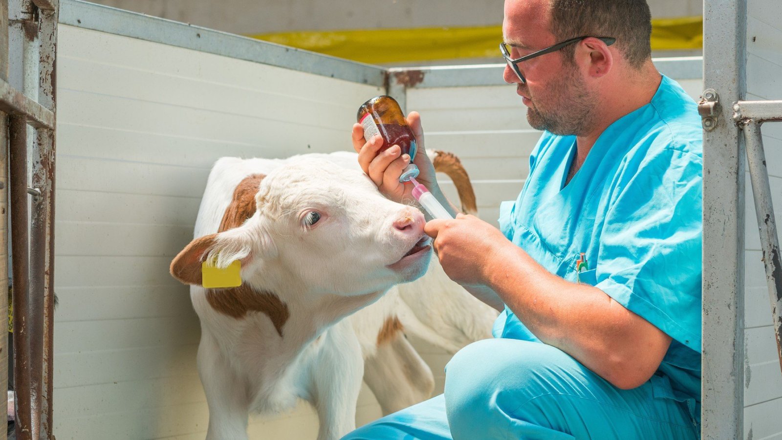 Figure 5. Giving oral fluids to a scouring calf.