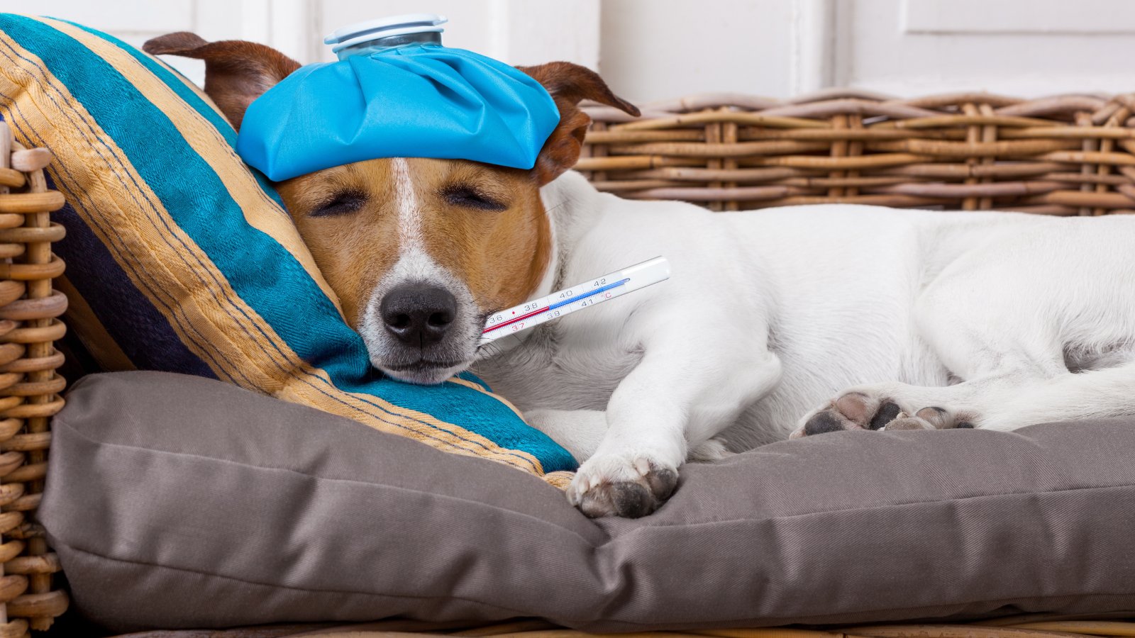 Figure 5. Symptoms can be look alike in dogs. SDMA helps flag kidney issues early.