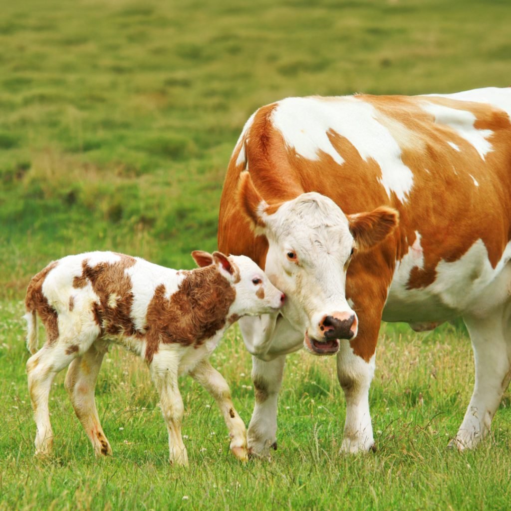 Bovine Cryptosporidiosis: How a Tiny Parasite Comes with a Big Advantage?