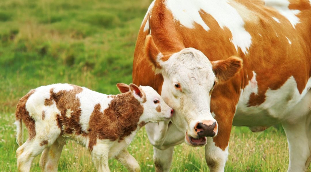 Bovine Cryptosporidiosis: How a Tiny Parasite Comes with a Big Advantage?