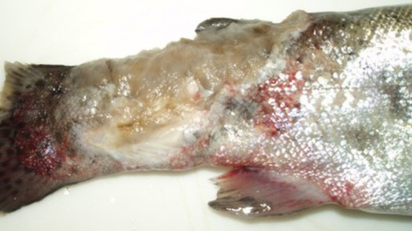 Figure 1. Deep ulceration and caudal fin erosion at the tail base