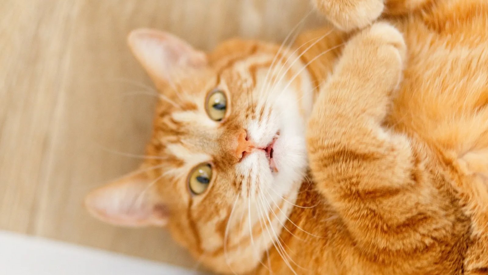 Figure 1. Stress can skew a single glucose reading in cats.