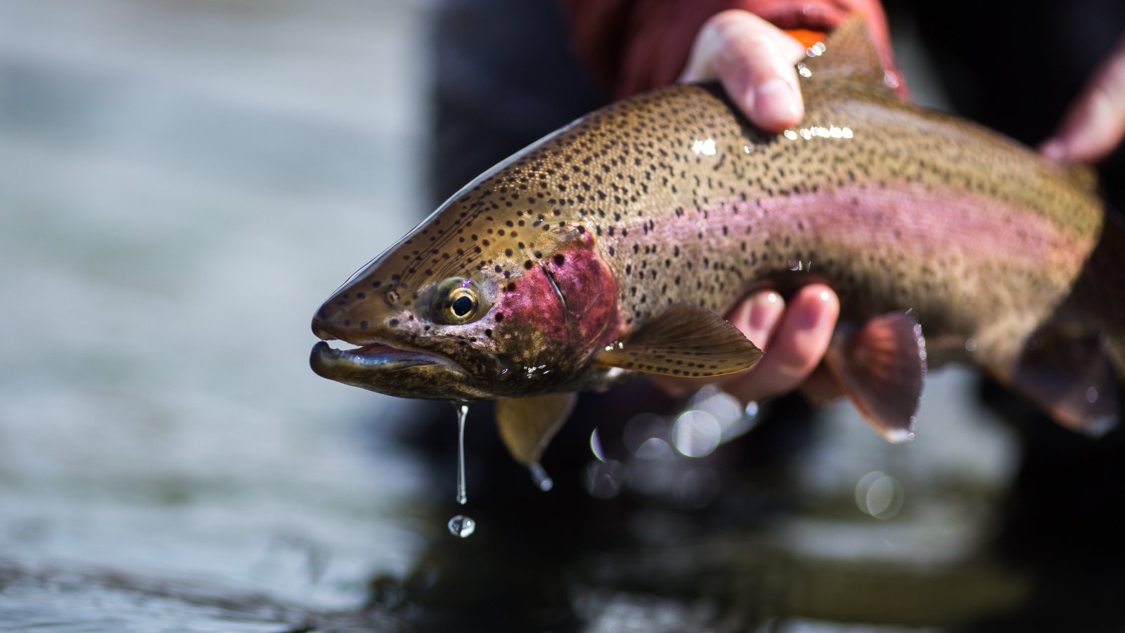 Figure 3. A primary salmonid host for Flavobacterium psychrophilum.
