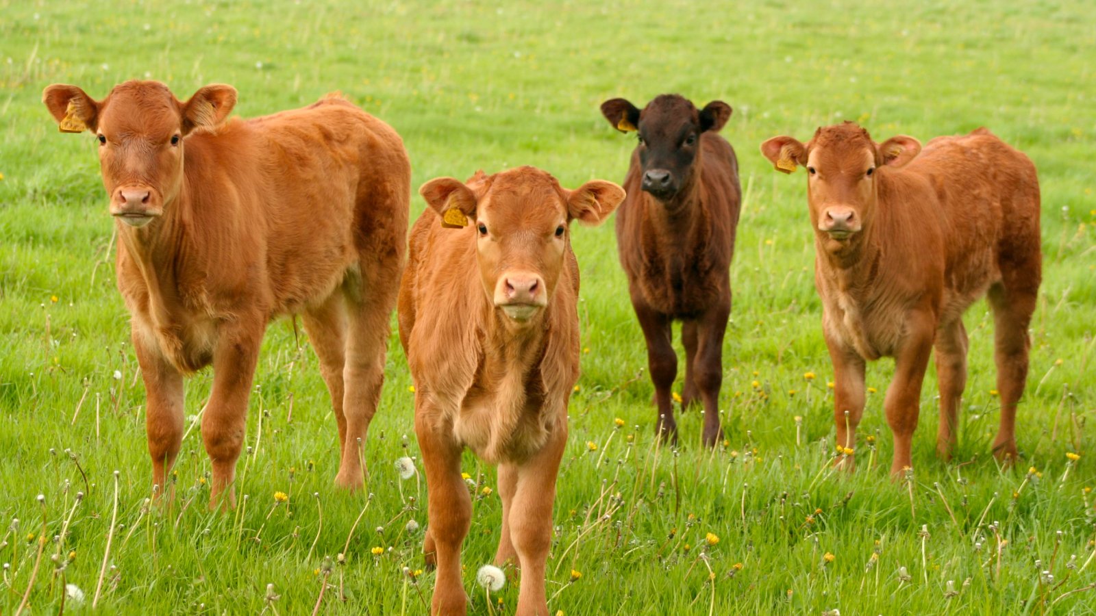 Figure 3. Grouped calves, close contact and shared water speed transmission.