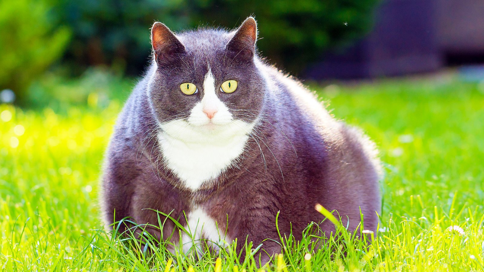 Figure 6. HbA1c testing gives the big-picture view of control, helping vets fine-tune therapy so pets stay healthier and happier.