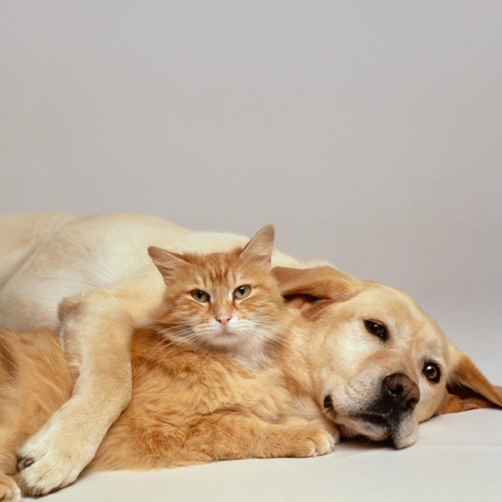 Beyond the Curve: HbA1c Testing in Long-Term Diabetes Monitoring for Dogs and Cats