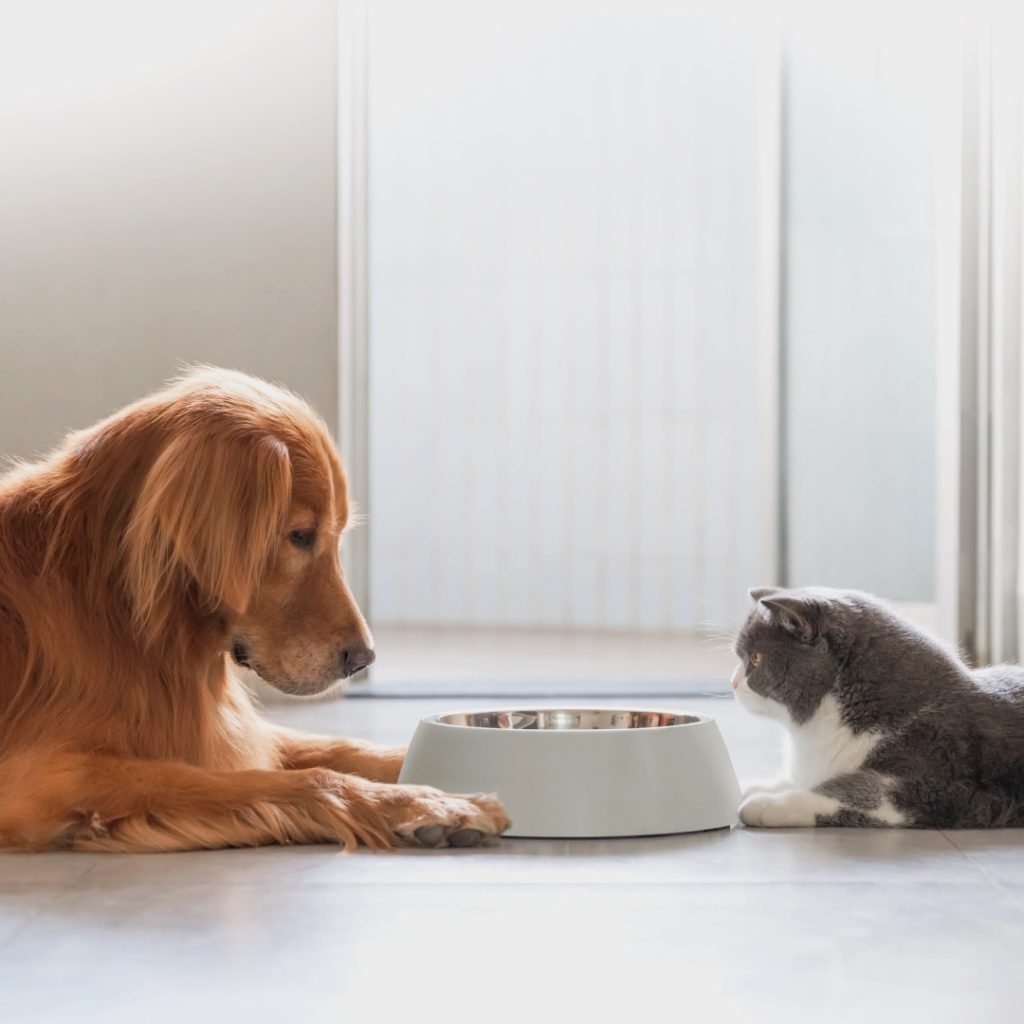 Pancreatic Lipase Tests (cPL and fPL) for Diagnosing Pancreatitis in Dogs and Cats