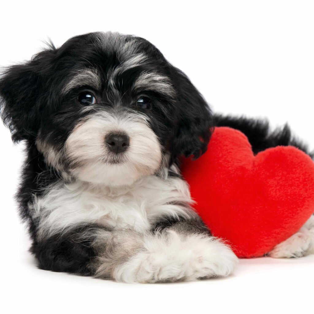 Canine cTnI Rapid Test Kit