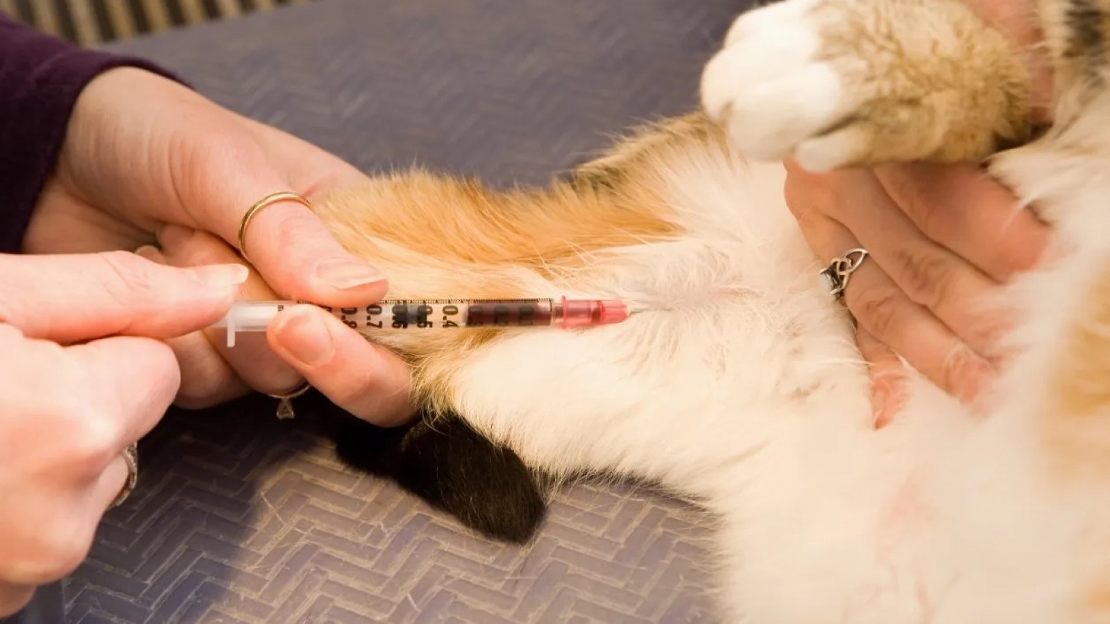 Figure 1. A cat having a blood sample drawn from its front leg by a veterinarian.