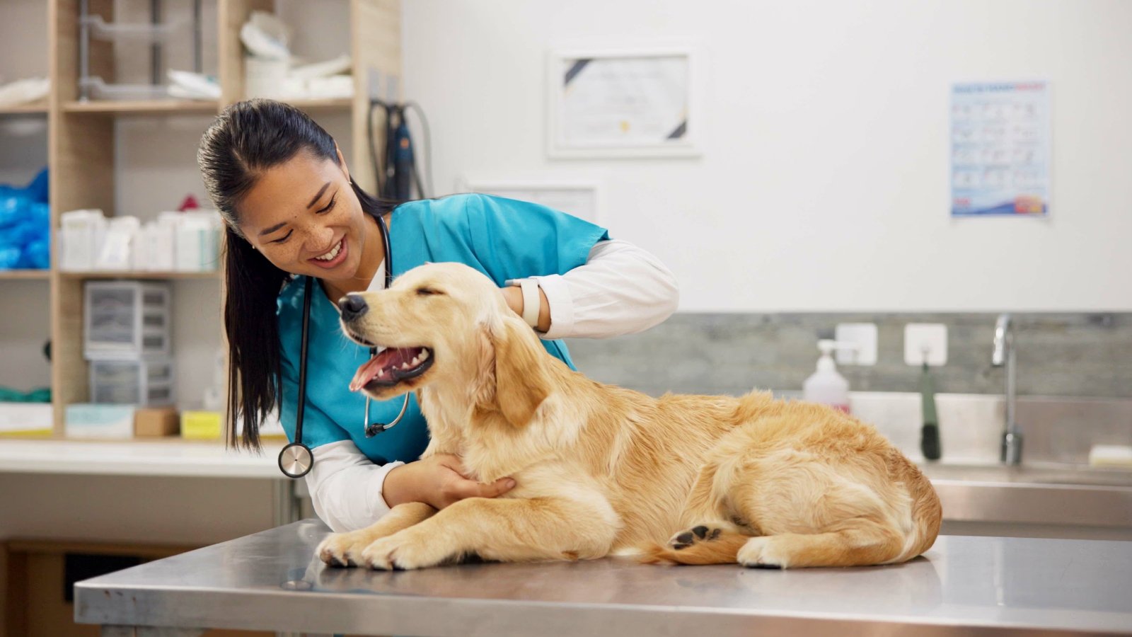 Figure 1. Dog sitting in a veterinary clinic during medical exam.