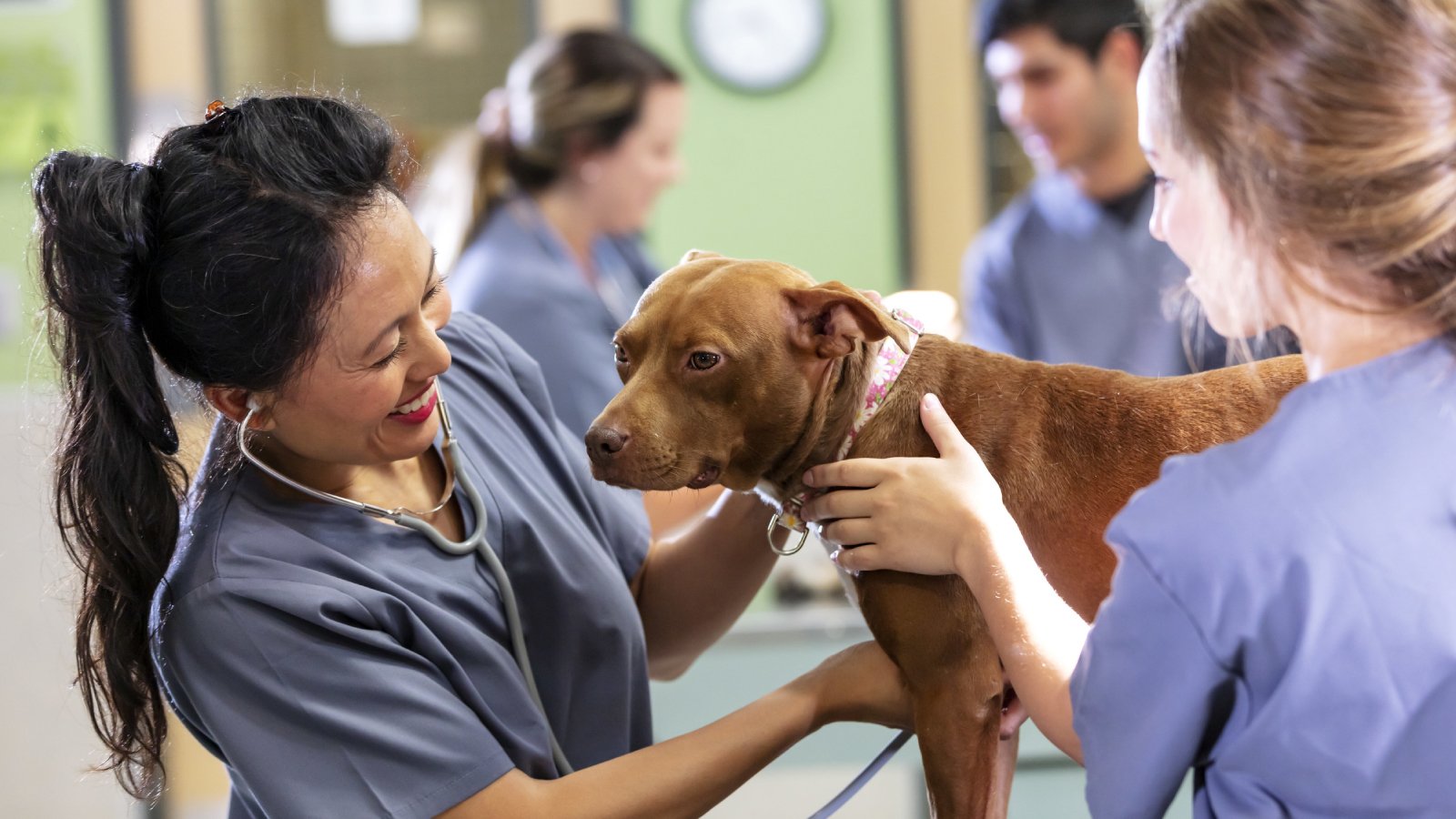 Figure 1. Veterinarians performing a routine cardiac assessment on a canine patient