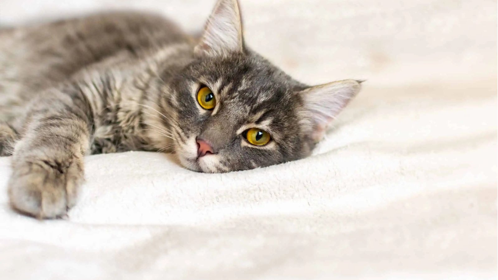 Figure 2. A cat lying down and appearing tired or lethargic.