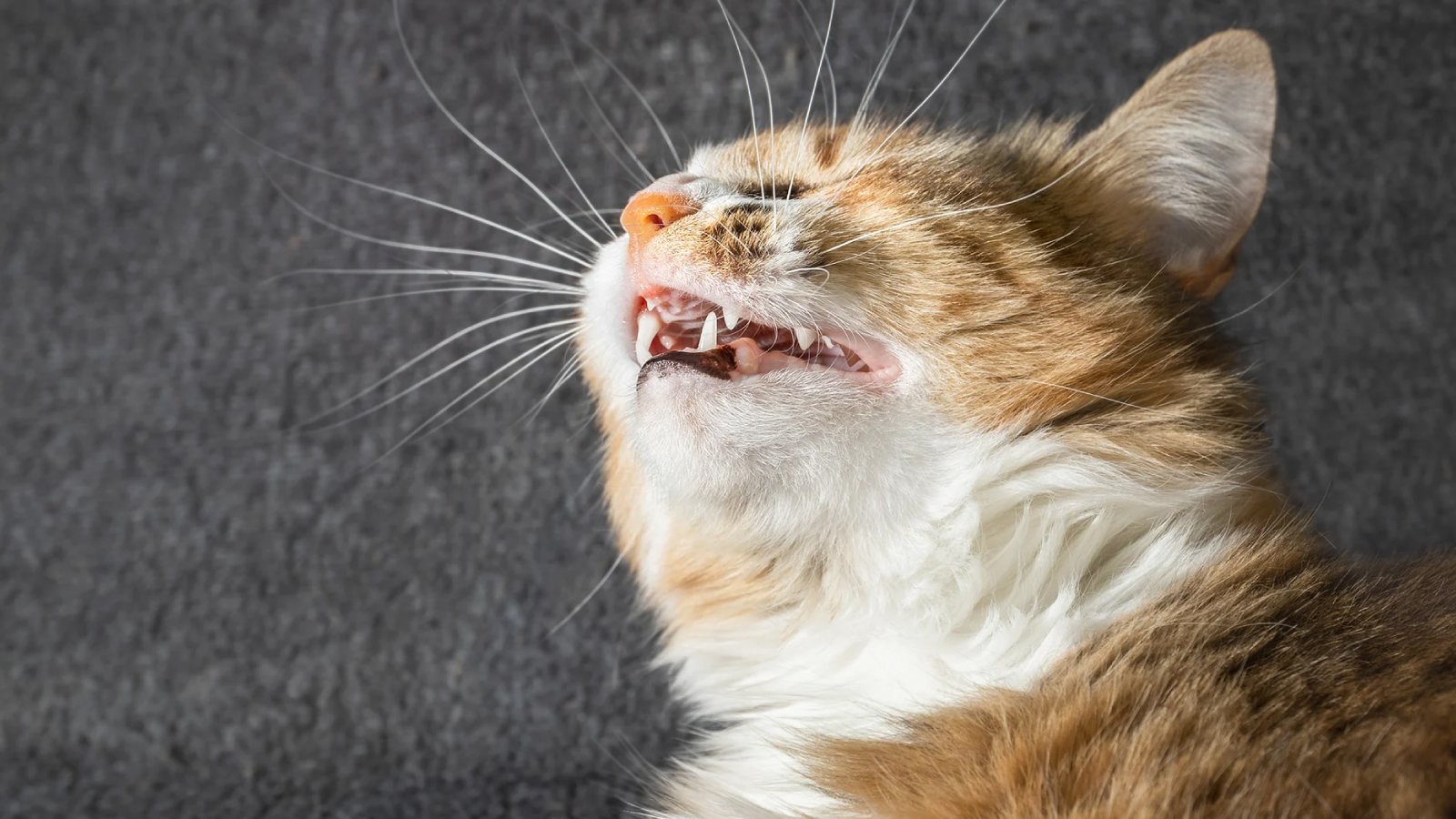 Figure 3. A cat with its mouth open, captured while coughing.