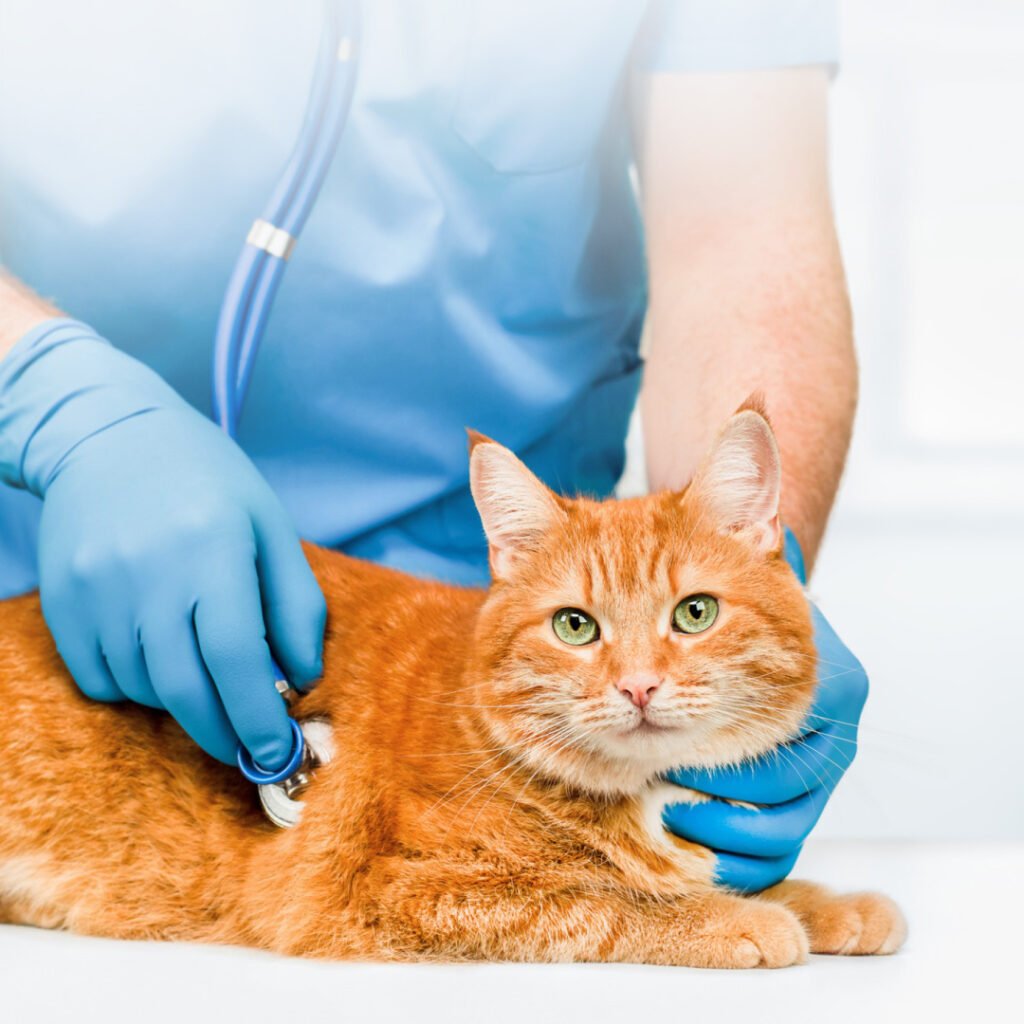 fNT-proBNP (NT-proBNP) Testing for the Diagnosis of Heart Failure in Cats