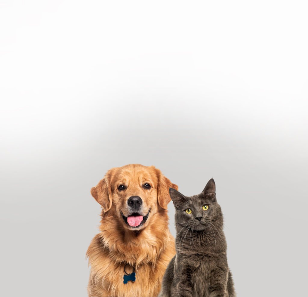 Babesiosis in Cats and Dogs