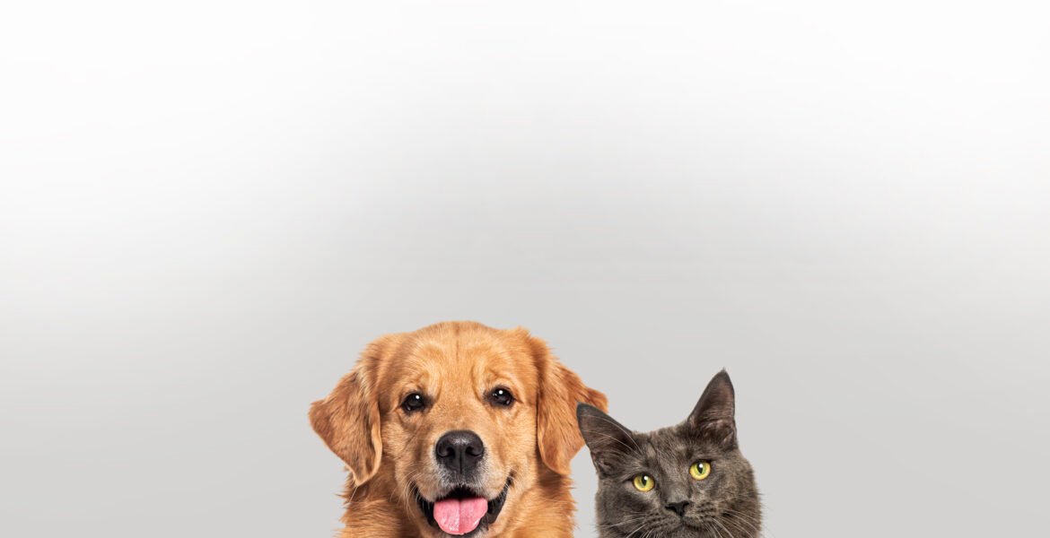 Babesiosis in Cats and Dogs