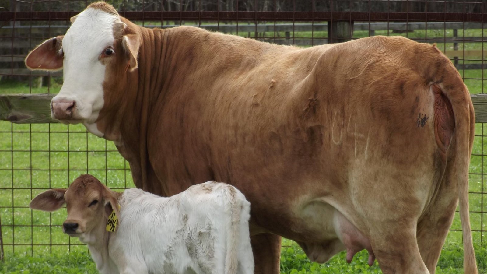 Clinical Signs and Importance of Early Diagnosis