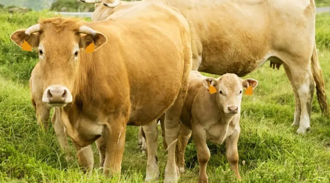 Cryptosporidium parvum in Calves: Early Detection Protects Your Herd