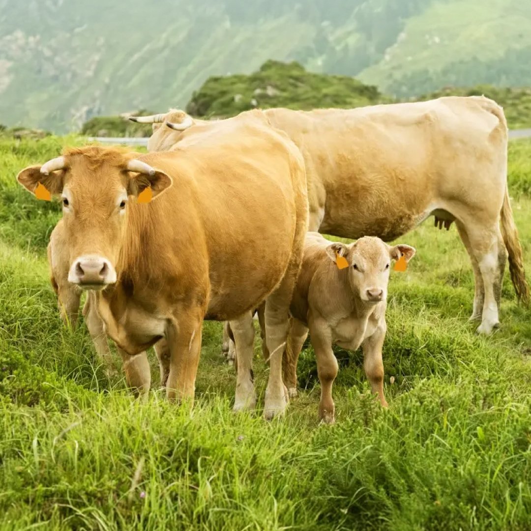 Cryptosporidium parvum in Calves: Early Detection Protects Your Herd