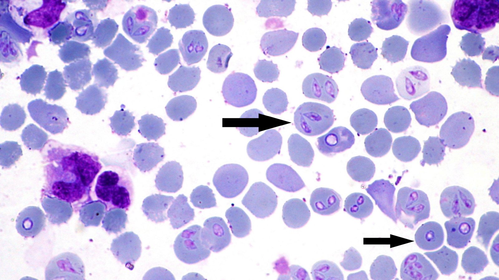 Figure 1. Babesia canis piroplasm stage infecting red blood cells of a dog. Giemsa stained.