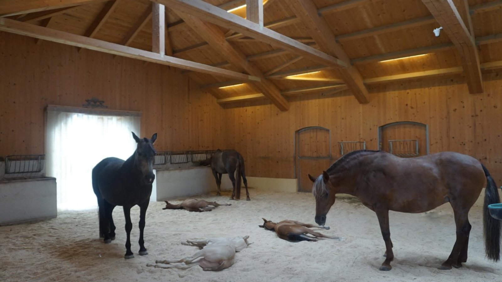 Figure 1. Horses sharing pasture and shade, illustrating close contact and shared exposure to ticks that may transmit Theileria equi within a group.
