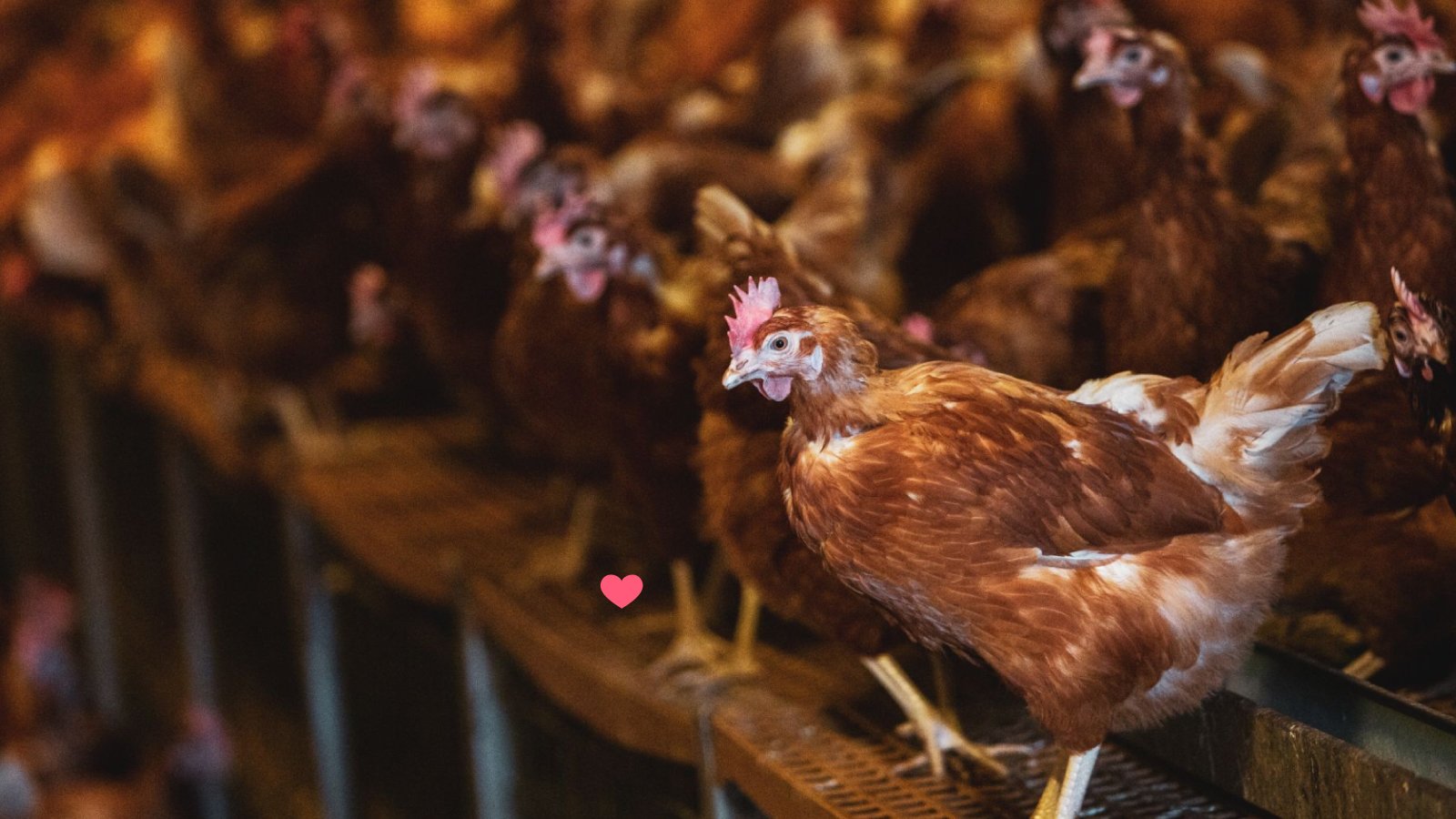 Figure 1. Laying hens in a commercial poultry house, illustrating close contact and the potential spread of Salmonella typhimurium within the flock.