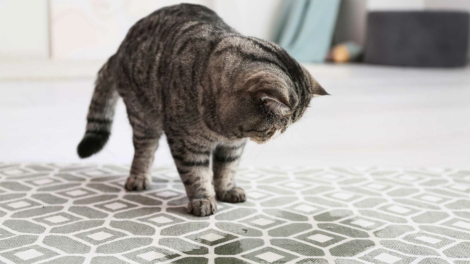 Figure 1. Domestic cat urinating on an indoor rug